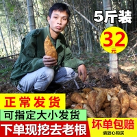 南北干货 新鲜野生现挖黄泥冬笋 5斤