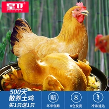 皇卫 500天散养 皖南老母鸡 2斤*2只