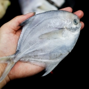 金益康 鲜活冷冻银鲳鱼 3斤