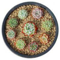 CHUN FANG 春芳 多肉植物盆栽组合 16颗