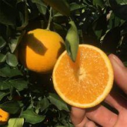 华赏 麻阳冰糖橙 9斤