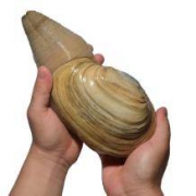 宅鲜配 美国象拔蚌 刺身级 鲜活 900-1000g/只