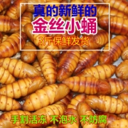 果力乐 高蛋白质桑蚕蛹 3斤