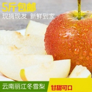 现摘现发 嗷嗷鲜 云南丽江 冬雪梨 5斤装