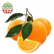 Lichu 犁楚 秭归脐橙 纽荷尔脐橙 5斤装