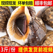 鲜多邦 深海捕捞超大海螺鲜活花螺3斤