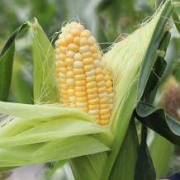 山鲜生 云南水果玉米 9斤