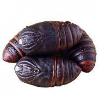 榛鲜御品 新鲜活野生大黑蚕蛹 500g