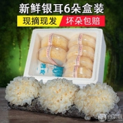 雪滋 新鲜银耳白木耳鲜活雪耳 6朵500g