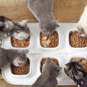 猫乐适 CF305 猫食盆猫碗 6碗  31.75元