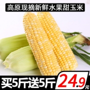 绿源兄弟 云南新鲜水果玉米 带箱10斤 约9-15根
