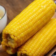 柒然 东北黄白甜糯玉米混搭 10根