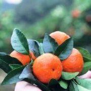 鲜香果 广西砂糖橘 10斤装
