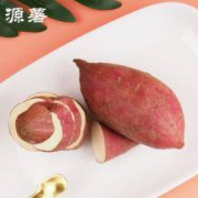 源薯 有机海头板栗蜜薯 5斤