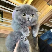 萌宠！英国短毛猫 蓝猫 60天左右猫龄