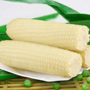 东北新鲜白糯玉米棒 1500g 19.8元包邮（39.8-20）