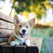 宁宠 小短腿 宠物级 纯种雄性柯基犬