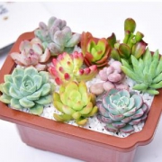 忆秋 多肉植物组合盆 随机10棵 含盆带土