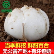 米家山 兰州新鲜百合500g