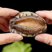 活的！WECOOK味库 鲜活鲍鱼 500gx3件