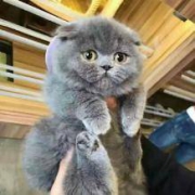 英国品种 短毛蓝猫 活体宠物