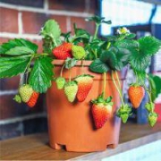 晟睿 奶油草莓苗 6棵草莓苗+6个盆套餐