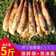 新鲜现挖，乡窝头 临安春笋竹笋5斤