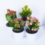 长寿花绿植盆栽室内四季开花