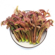 绿鲜知 香椿芽 鲜香椿 150g*5件 89.5元（双重优惠，合17.9元/件）