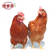 纯粮喂养400天，2件 德青源 老母鸡1.2kg