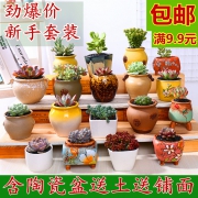 战天 多肉植物 24款可选 含盆带土 送铺面