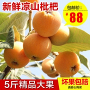 现摘现发，果力特 四川凉山 大五星枇杷5斤 券后58元包邮