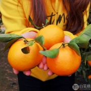 果悠鲜 广西沃柑 9斤
