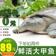 千亩荡 3年生态甲鱼活体1斤*2只 ￥59包邮