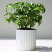 绿科秀 水培植物 幸福树（含盆）