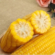 约2.5kg，东北黄糯玉米棒 有机黏玉米 10根装