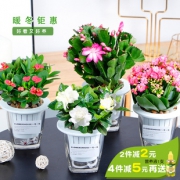 室内水培植物盆栽 几十款可选 券后￥7.9