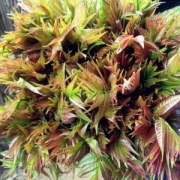 头茬香椿芽 150g*5件