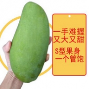 比脸还大、一个管饱：花果鲜 越南进口大青芒 10斤