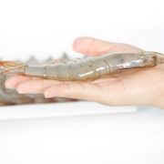 XXL号、单只14-15cm：聚天鲜 厄瓜多尔白虾 2kgx2袋