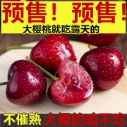 率富 山东美早樱桃 3斤