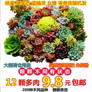 塔可可 多肉植物组合 随机12棵