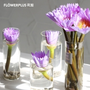 FlowerPlus 花加 玫瑰花束 鲜花速递 10支