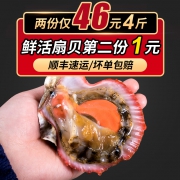鲜知君 鲜活带壳扇贝 4斤 约60-80个 现捕现发 个个带黄 41元包邮 需拍2件