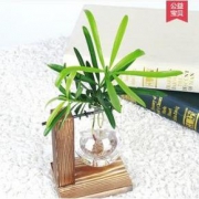 周乡川 创意水培绿萝玻璃摆件植物
