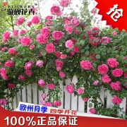 ￥5.8 藤本月季花苗爬藤植物阳台盆栽