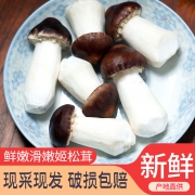 富润世 新鲜赤松茸 500g