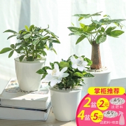 带花盆 室内盆栽绿萝发财树栀子花富贵竹 券后￥6.8