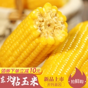 29.80包邮！笨磨坊 东北非转基因 粘糯玉米220g*10支 领券10元优惠券 真空独立包装