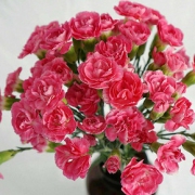 宜花 康乃馨鲜花 10支